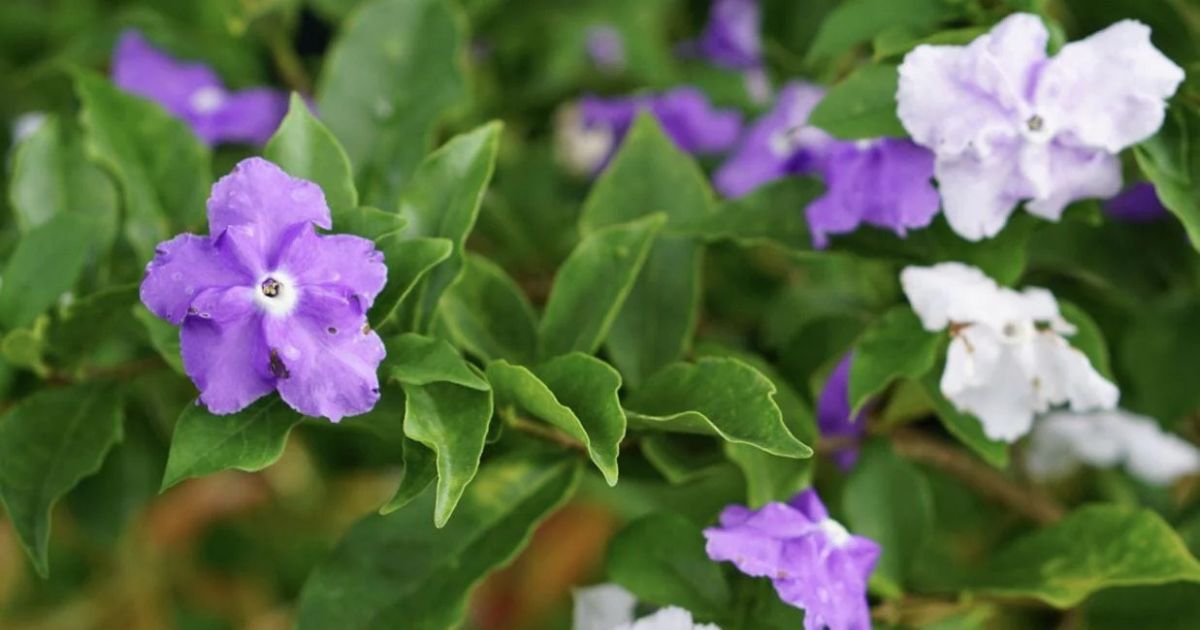 Brunfelsia (Yesterday-Today-Tomorrow) plant India