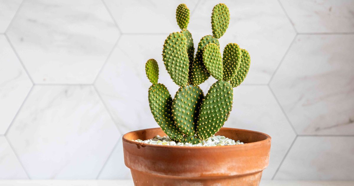 Bunny Ear Cactus plant India