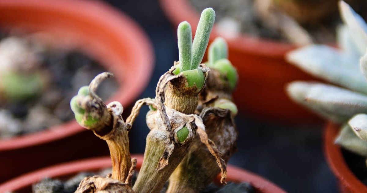 Bunny Succulent plant India