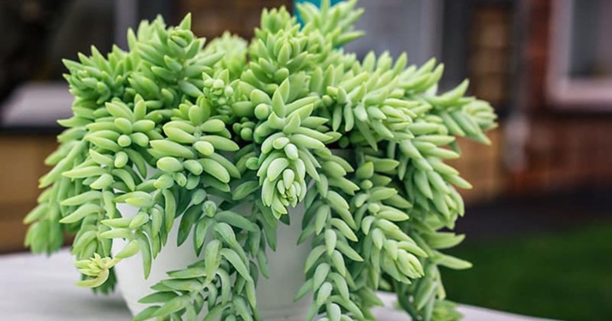 Burro's Tail plant India