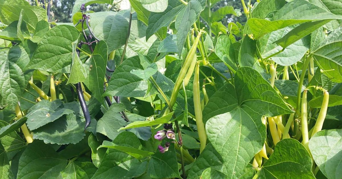 Bush Beans plant India
