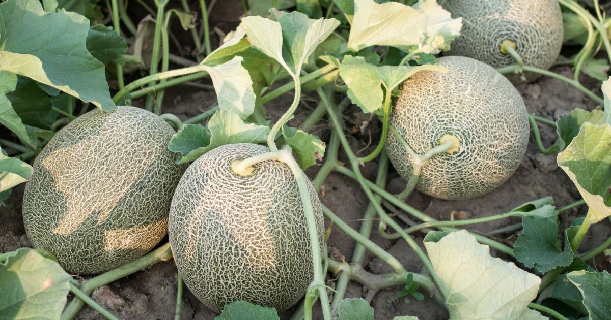 Bush Muskmelon plant India