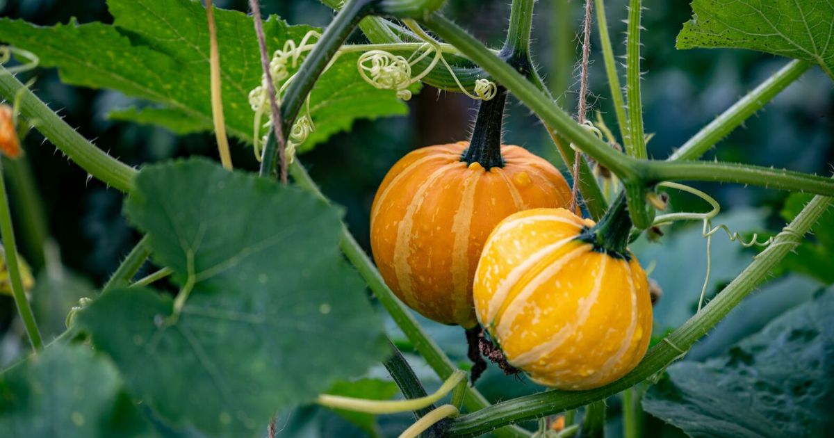 Bush Pumpkin plant India