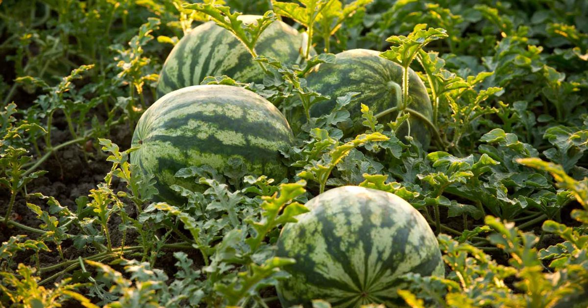 Bush Watermelon plant India