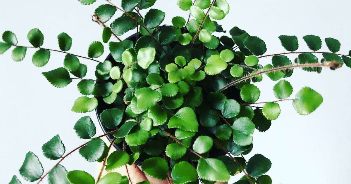 Button Fern plant India