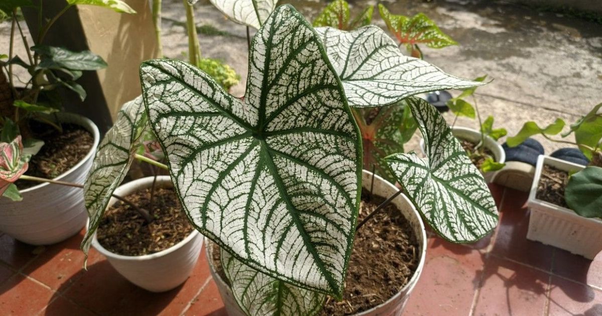 Caladium plant India