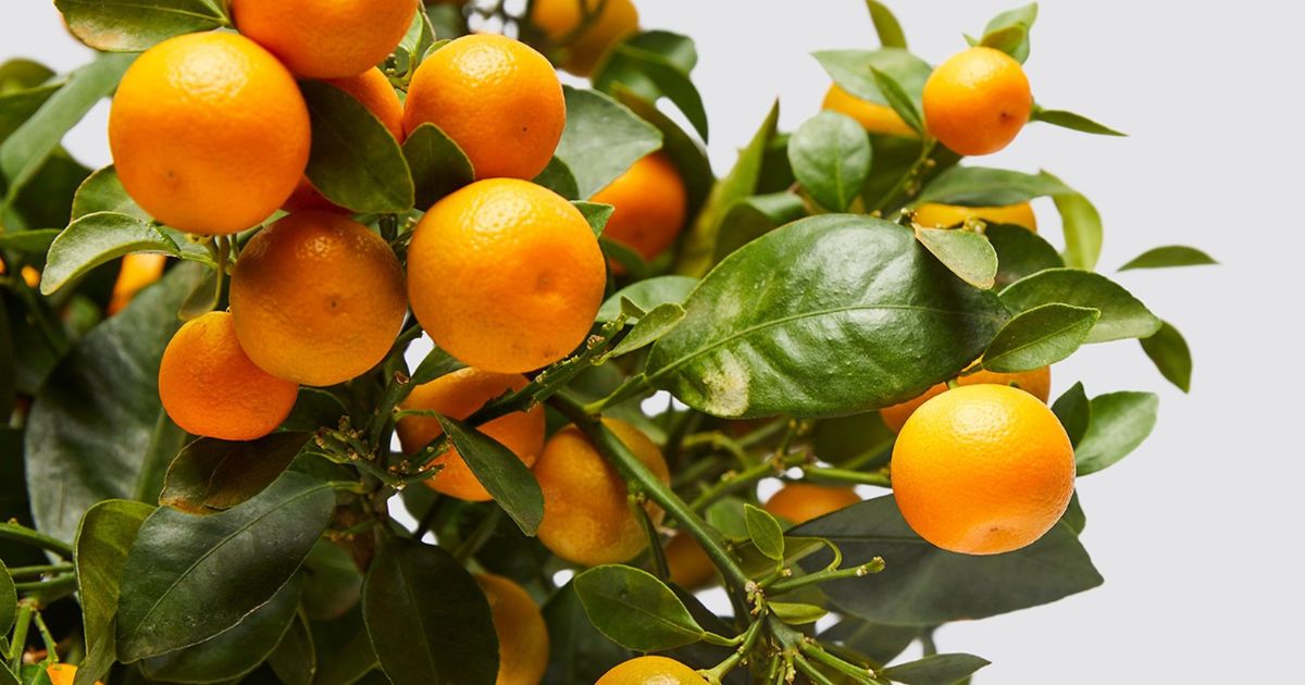 Calamondin Orange plant India