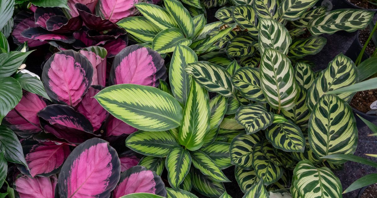 Calathea plant India