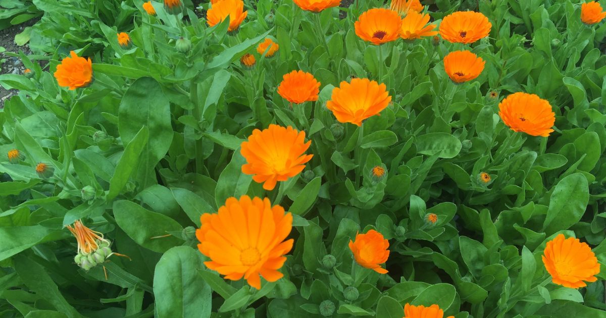 Calendula (Pot Marigold) plant India