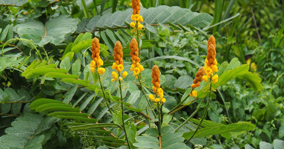 Candle Plant plant India