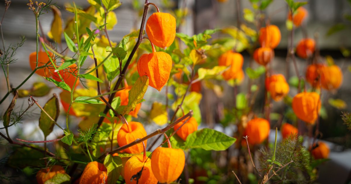 Cape Gooseberry (Rasbhari) plant India