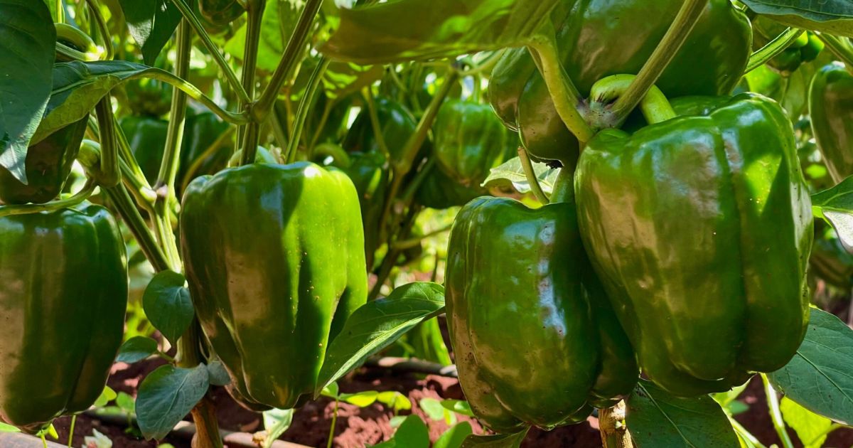 Capsicum (Shimla Mirch) plant India