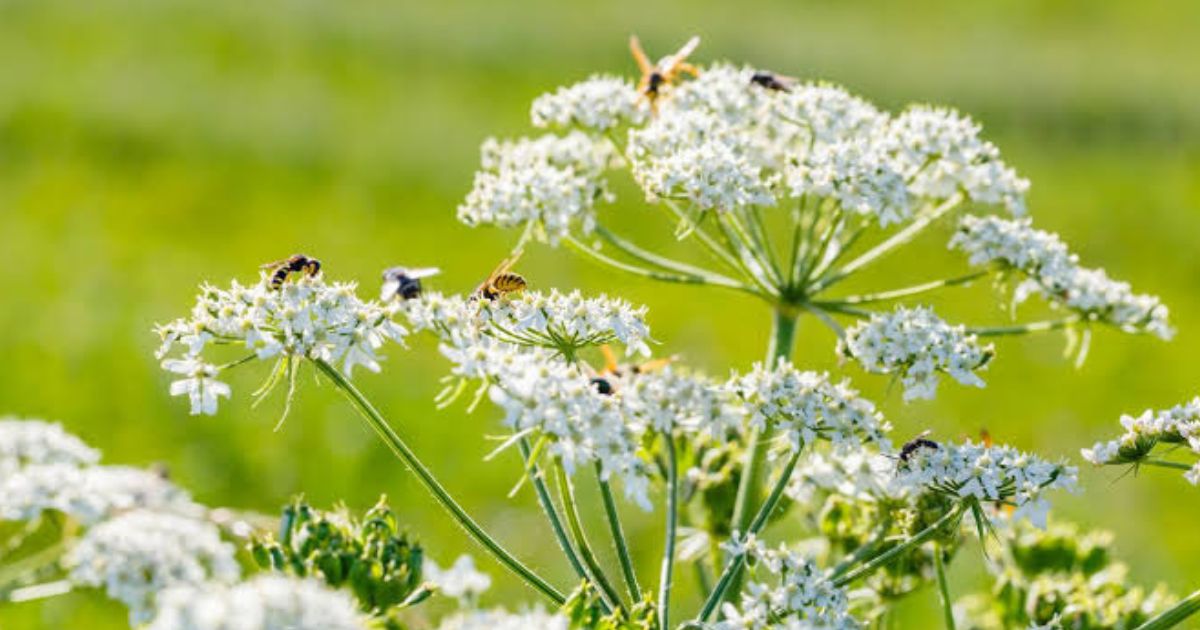 Caraway plant India
