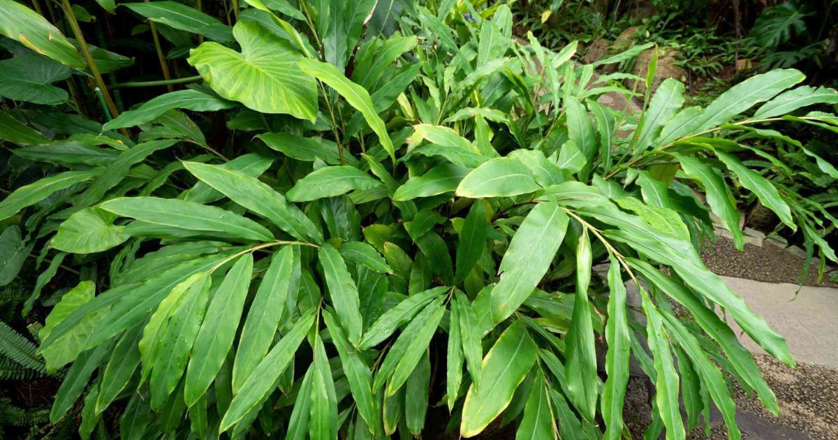 Cardamom (Elaichi) plant India