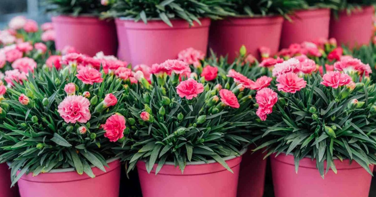 Carnation plant India