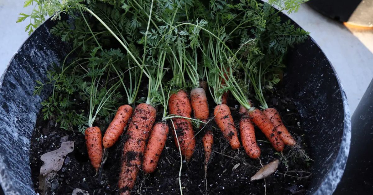 Carrot (Tub Variety) plant India