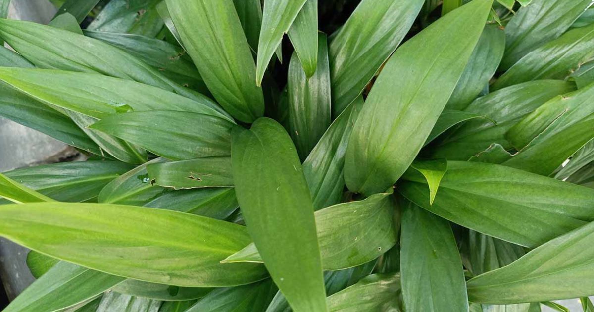 Cast Iron Plant plant India