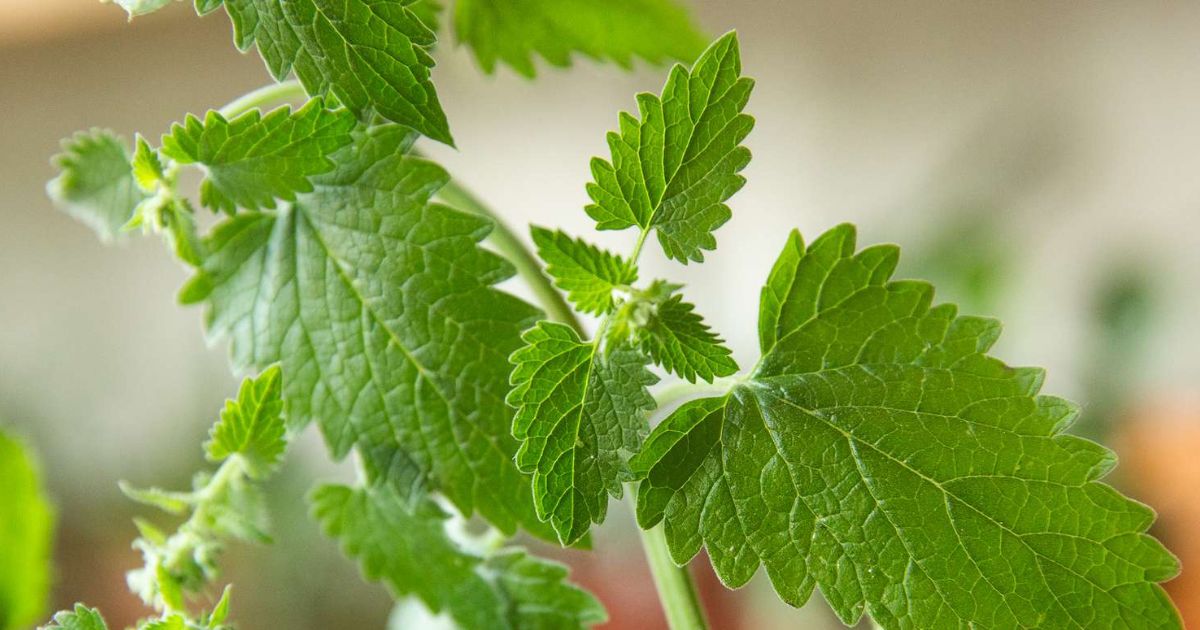 Catnip plant India