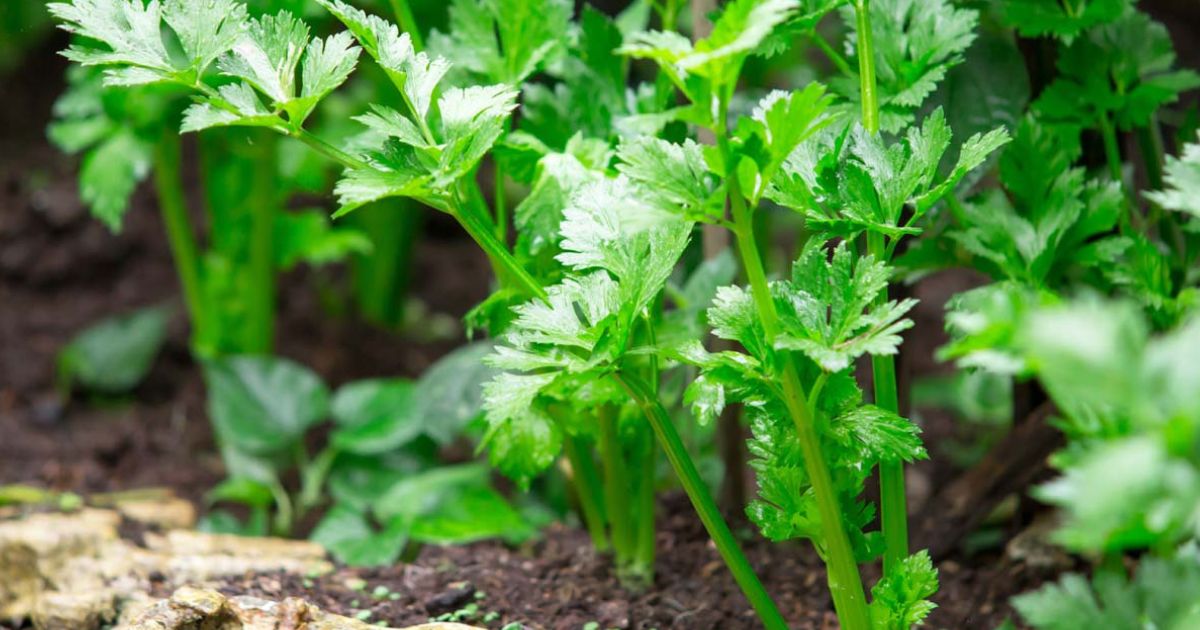 Celery plant India