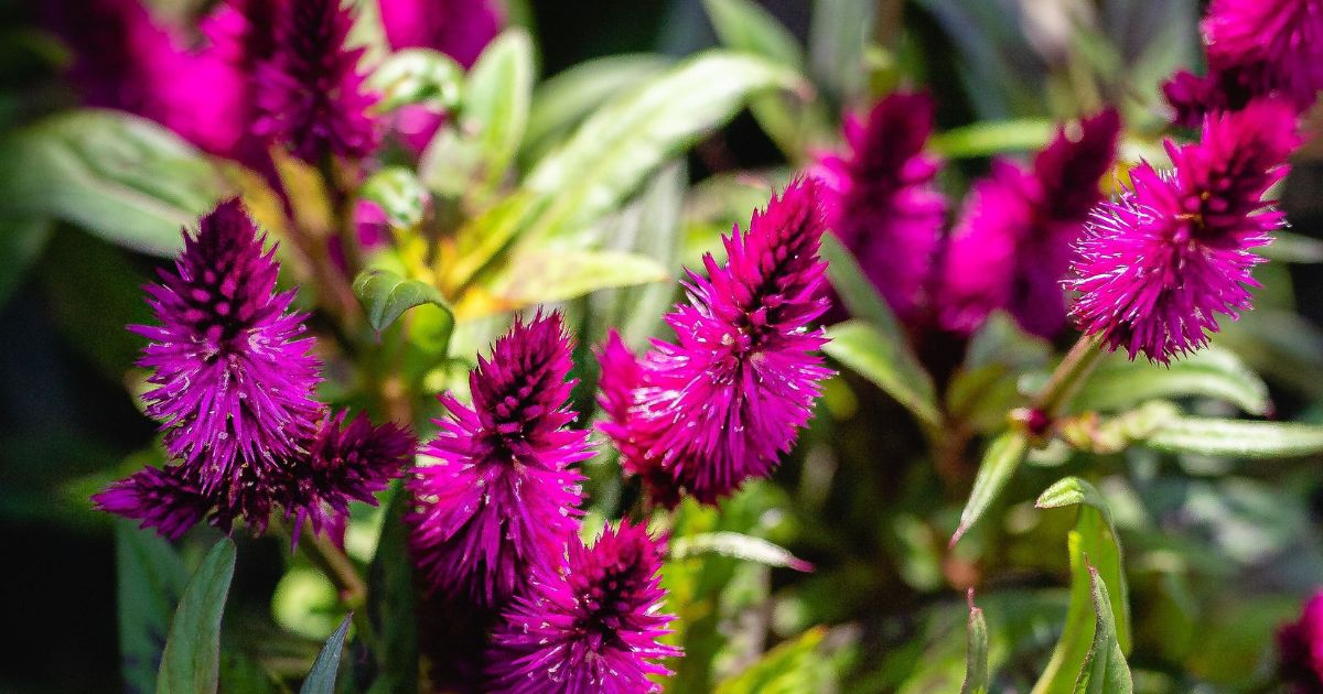 Celosia (Cockscomb) plant India