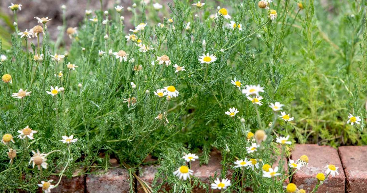 Chamomile plant India