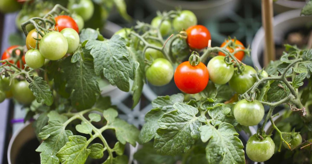 Cherry Tomato plant India