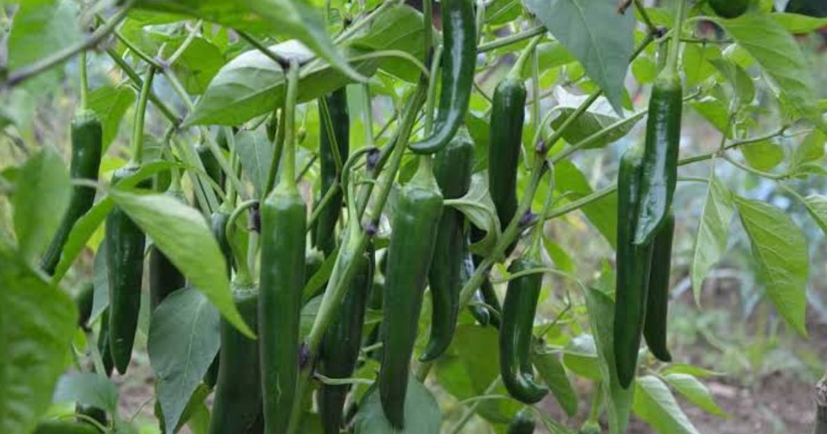 Chilli (Mirchi) plant India