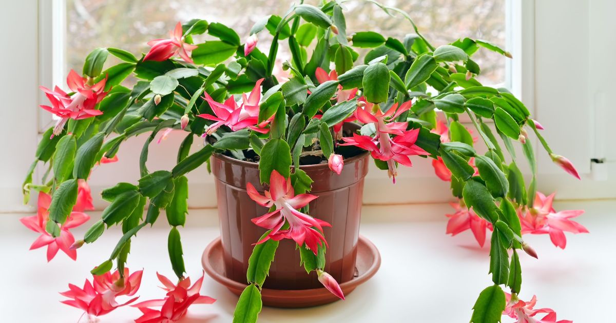 Christmas Cactus plant India