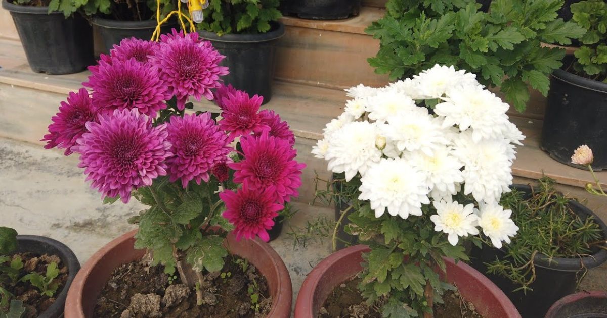 Chrysanthemum (Guldaudi) plant India
