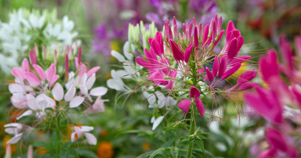 Cleome (Spider Flower) plant India