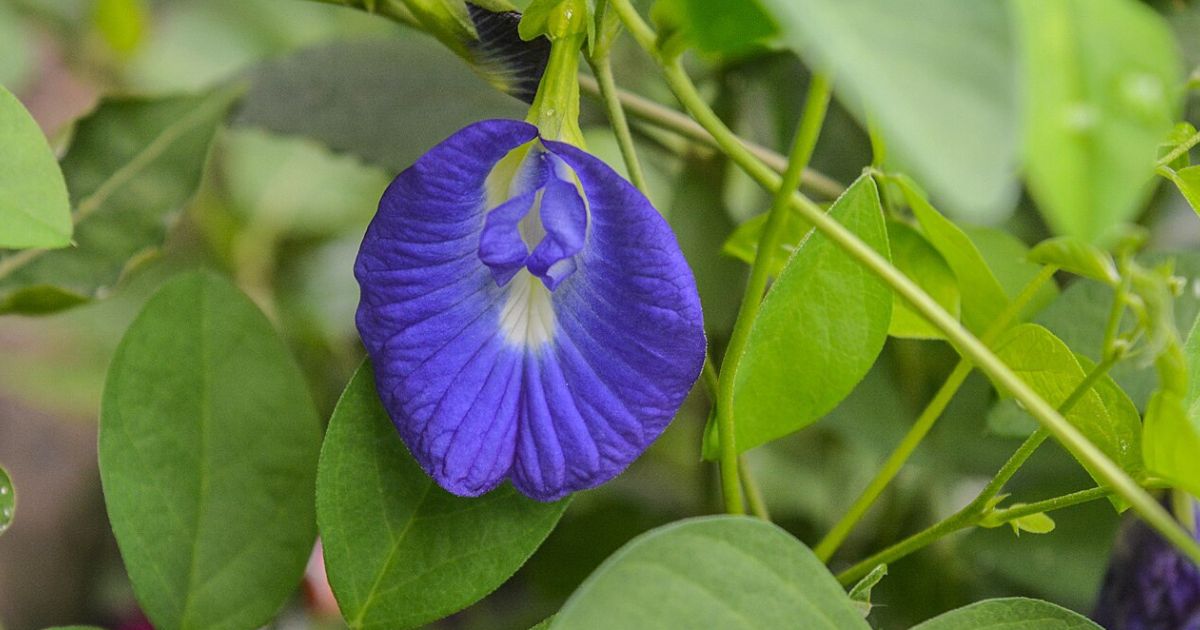 Clitoria Ternatea (Aparajita) plant India