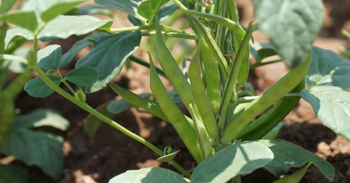 Cluster Beans (Gawar) plant India
