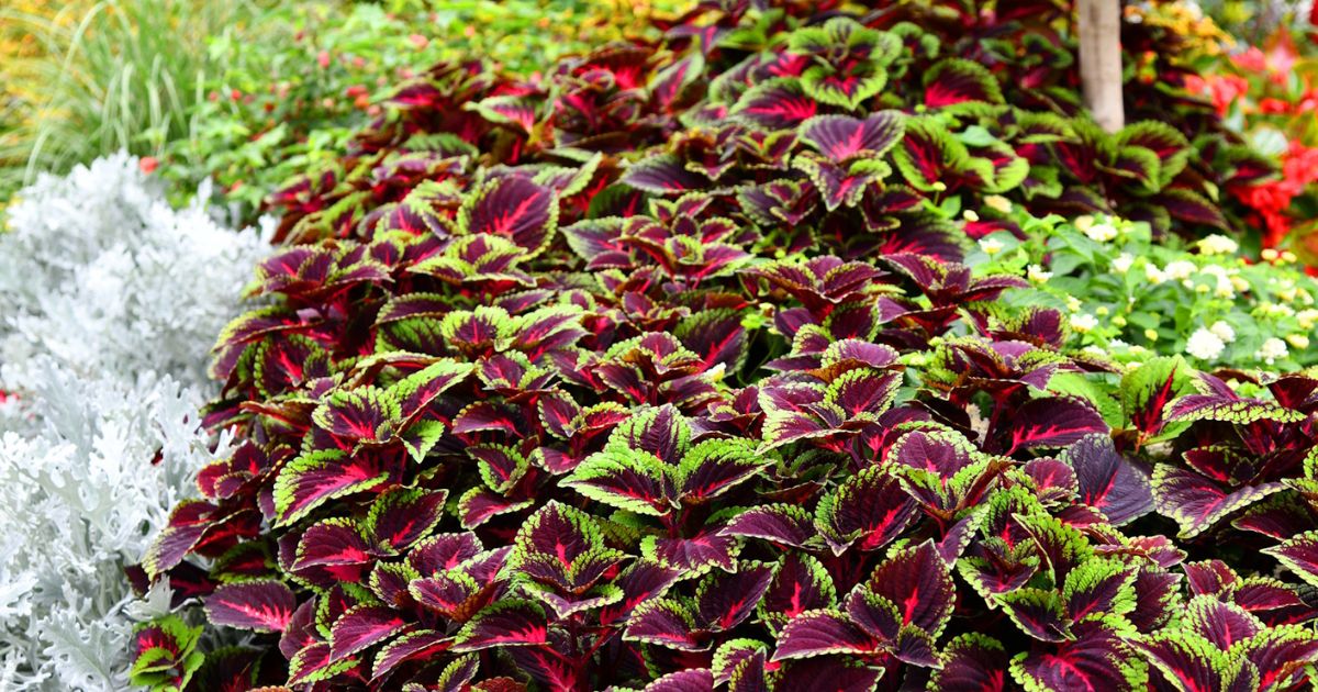 Coleus plant India