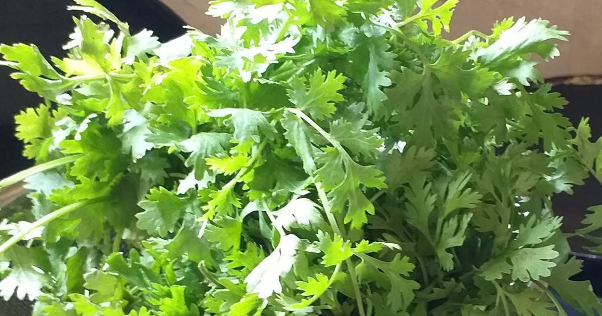 Coriander (Dhania) plant India