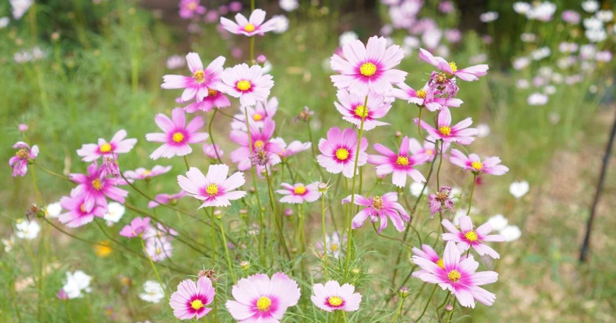 Cosmos plant India