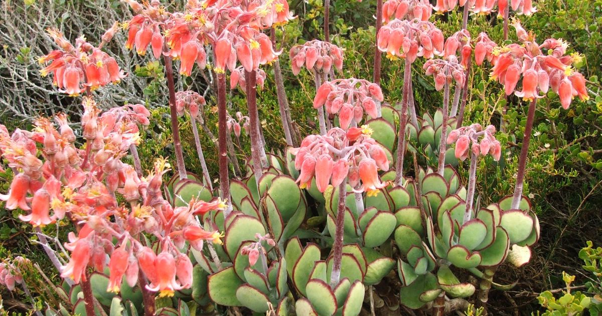Cotyledon plant India