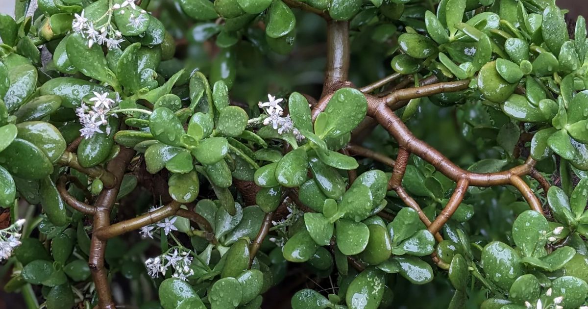 Crassula plant India
