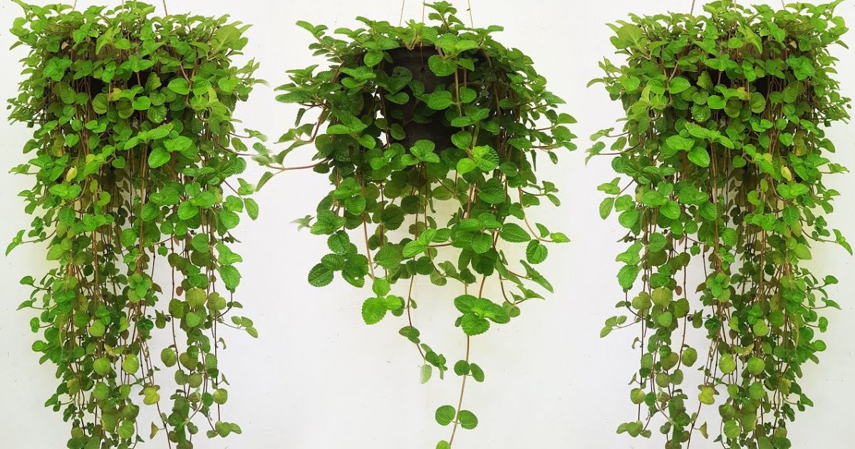 Creeping Charlie plant India