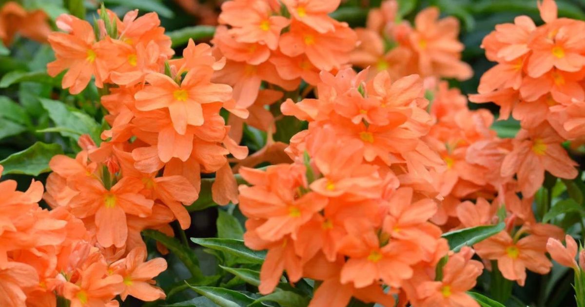 Crossandra (Kanakambaram) plant India