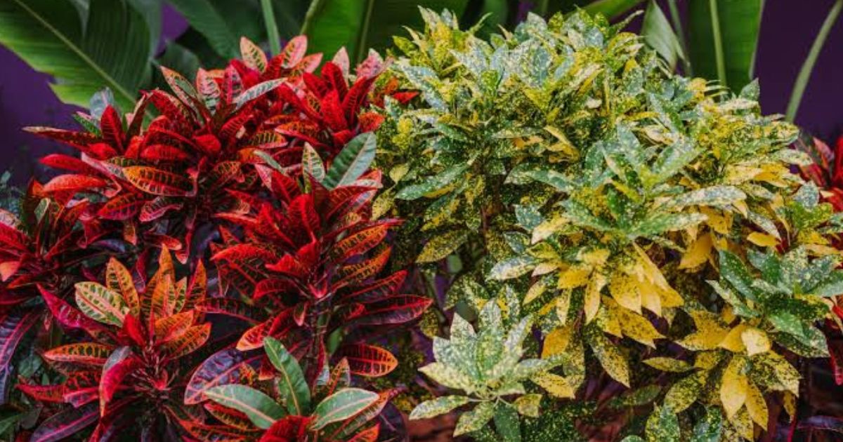 Croton plant India