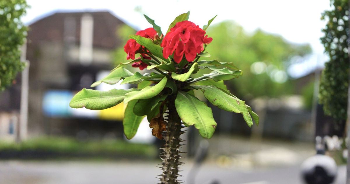 Crown of Thorns plant India
