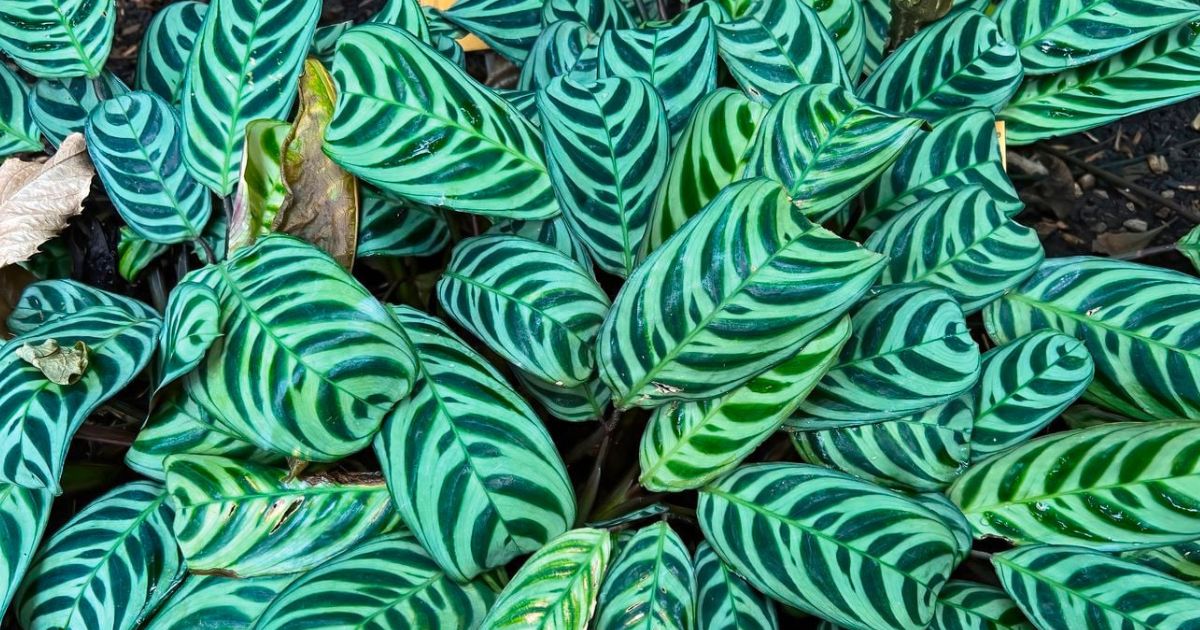 Ctenanthe plant India