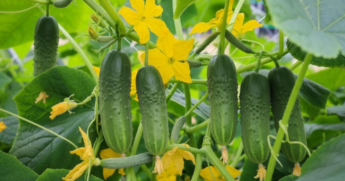 Cucumber (Kheera) plant India