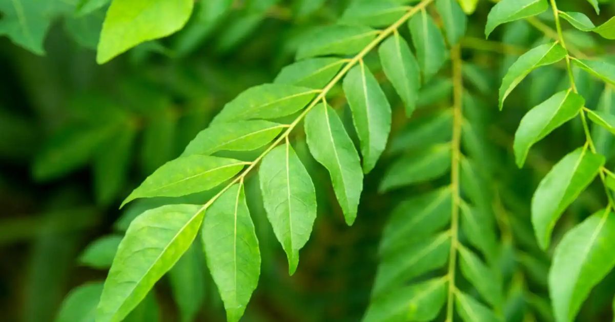Curry Leaf (Kadi Patta) plant India