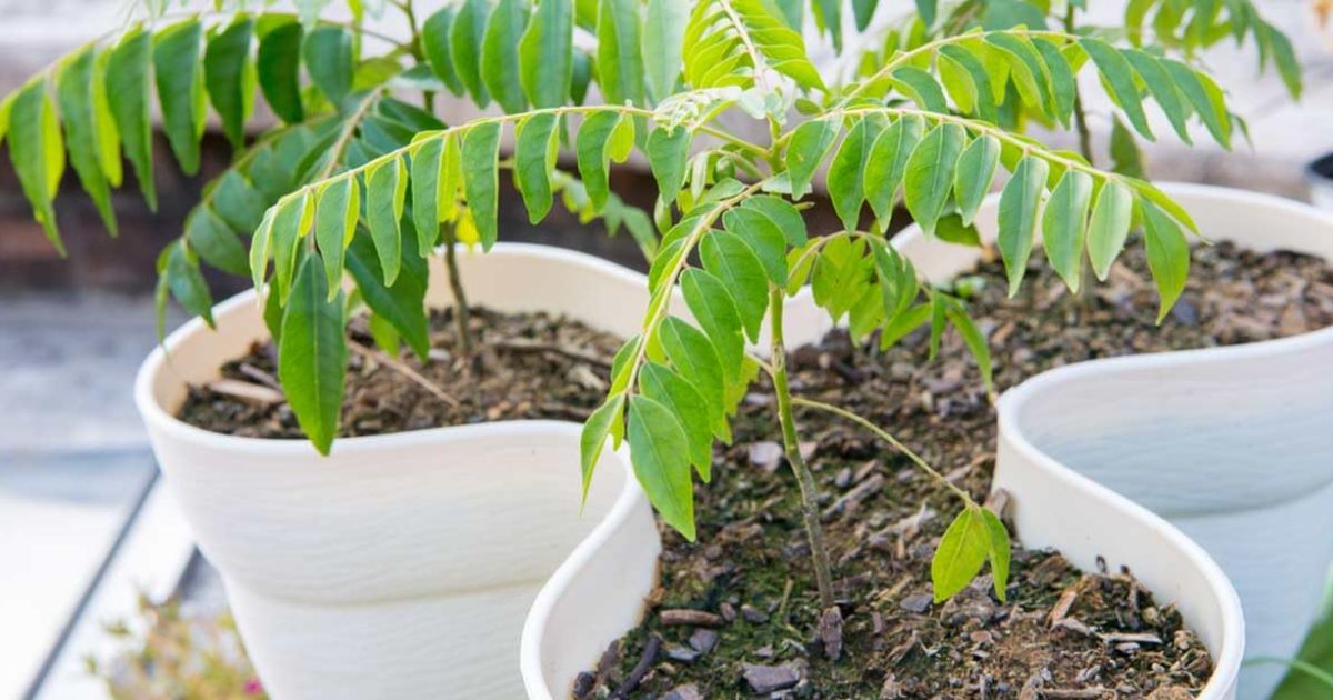 Curry Tree Sapling plant India