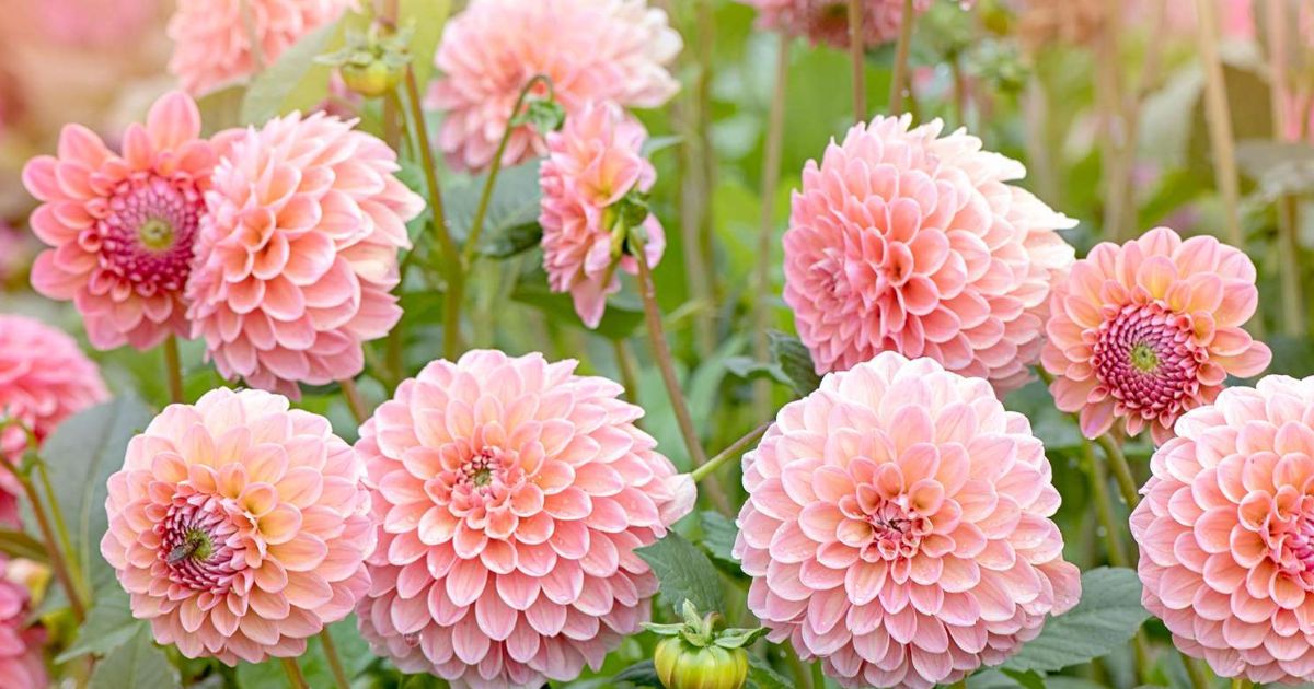 Dahlia plant India