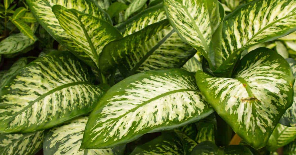 Dieffenbachia plant India