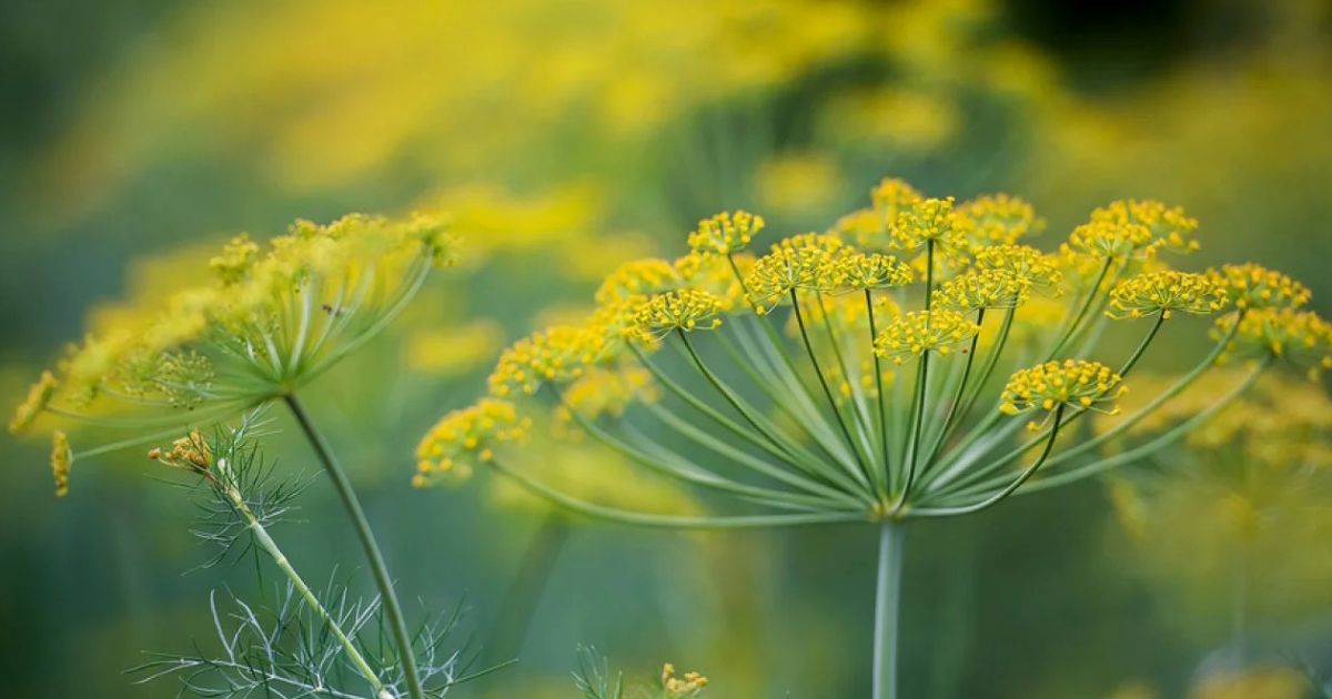 Dill plant India