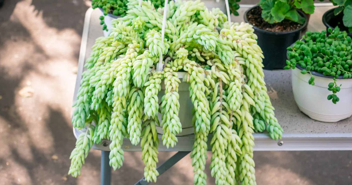 Donkey Tail plant India