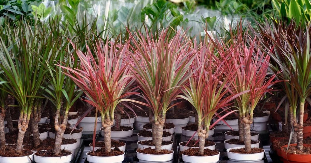 Dracaena plant India
